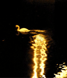 writephoto-swan