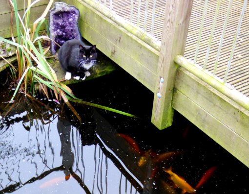 cat-and-bent-tail-fish