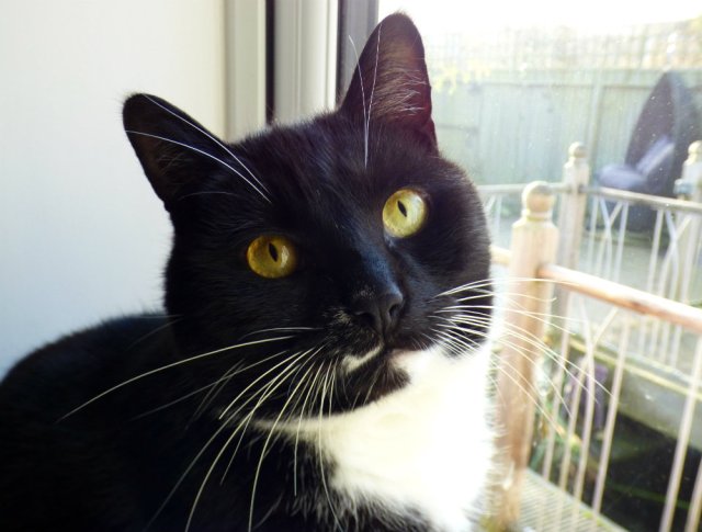 cat-close-up-of-eye-3