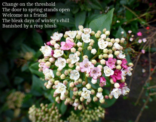 change-on-the-threshold-the-door-to-spring-stands-open-welcome-as-a-friend-the-bleak-days-of-winters-chill-banished-by-a-rosy-blush