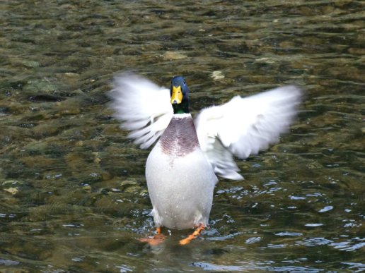 frost-fog-derbyshire-hermits-055