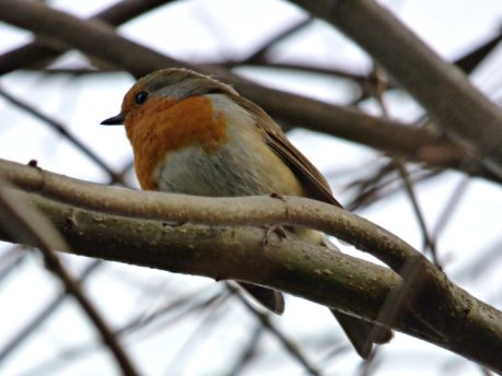 robin on branch