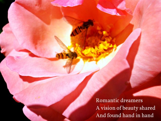image-of-rose-romantic-dreamers-a-vision-of-beauty-shared-and-found-hand-in-hand