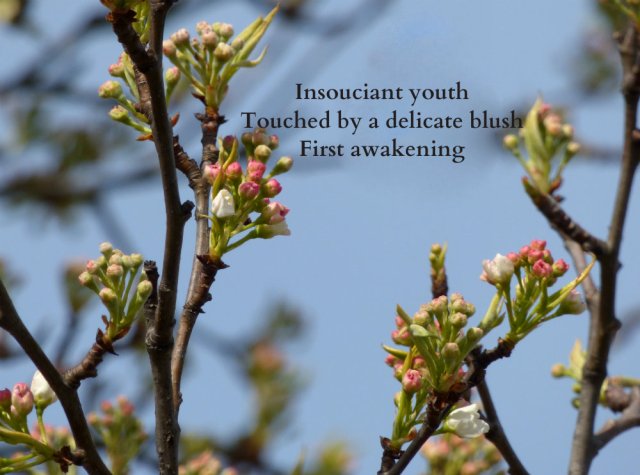 insouciant-youth-touched-by-a-delicate-blush-first-awakening