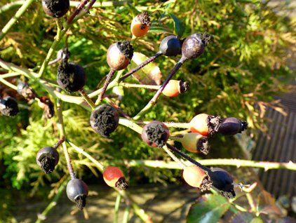 rose-hips-decaying