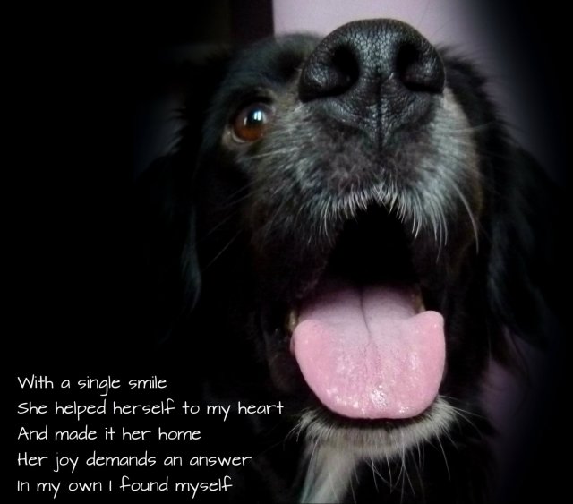 picture of laughing dog. with-a-single-smile-she-helped-herself-to-my-heart-and-made-it-her-home-her-joy-demands-an-answer-in-my-own-i-found-myself