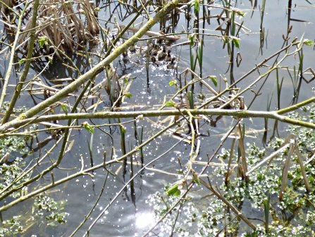 ducklings in pond