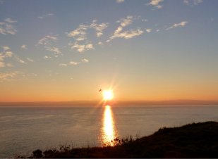 golden pathway across the see at sunset with a bird caught in the light