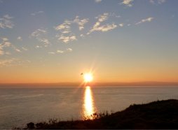 golden pathway across the see at sunset with a bird caught in the light