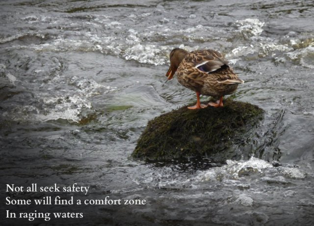 Image of duck on rock in wirling river: Not all seek safety Some will find a comfort zone In raging waters