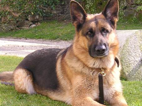 Pharaoh the Alsatian. Image: Paul Handover