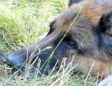 pharaoh-image-paul-handover