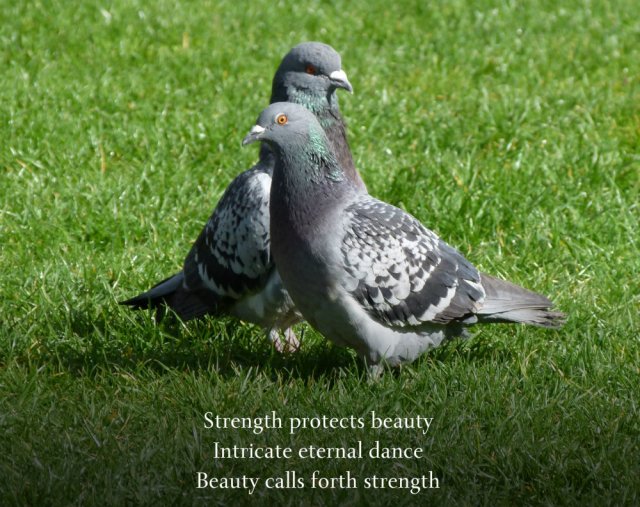 a pair of pigeons, obviously courting.