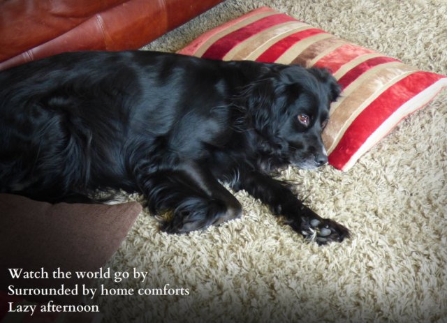 Dog watching the world from a nest of sofa cushions