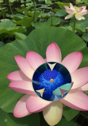 water-lillyarrows-for-silenti