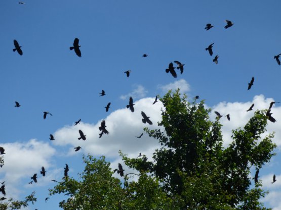 corvids