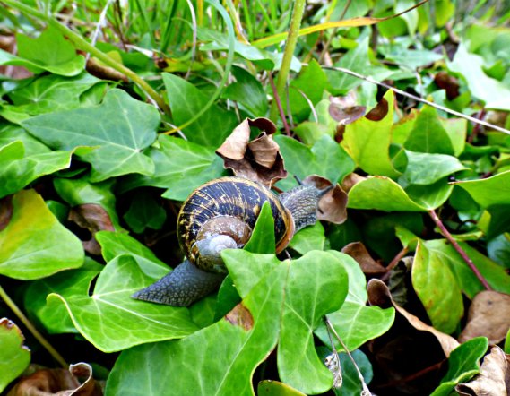 snail on ivy leaves