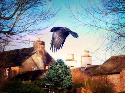 as the crow flies