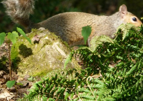 Wales llandudno, alderley, mines, 235