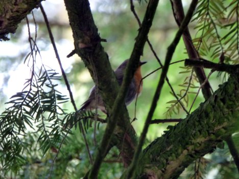 Wales llandudno, alderley, mines, 331