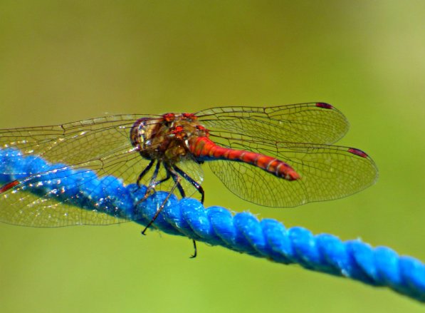 red dragonfly on blue rope