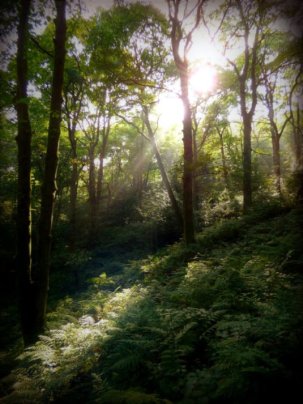 forest1