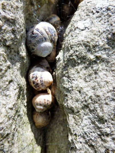 snails clustered in a fissure in a standing stone