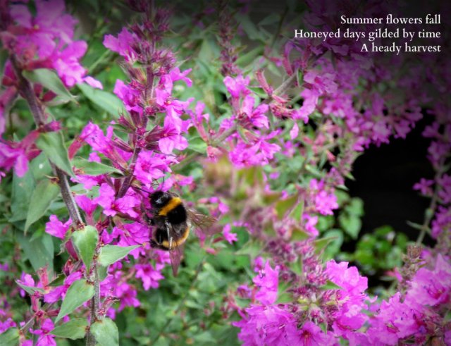 bee on loosestrife