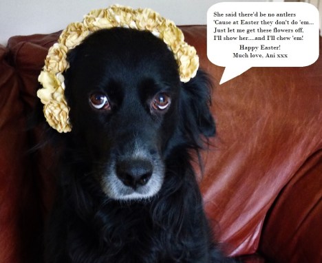 Picture of Ani, the small dog, wearing a flower crown. She says: "She said there'd be no antlers, 'cause at Easter they don't do 'em. Just let me get these flowers off...I'll show her...and I'll chew 'em." Happy Easter, much love, Ani. 