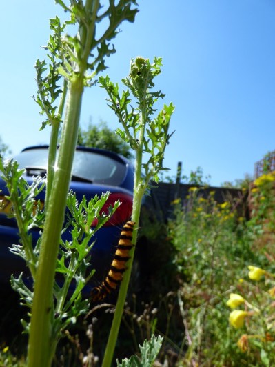 caterpillar on plant