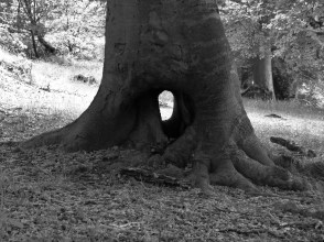 The monochrome image shows the base of a tree with a hole, like a doorway, through its base...