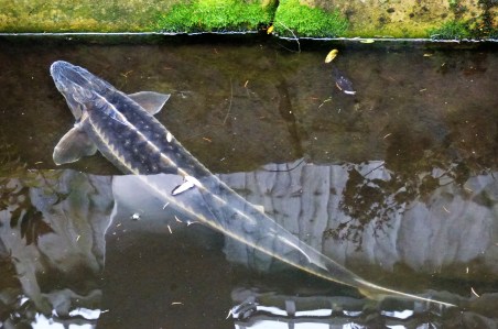 sturgeon (24)