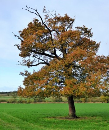 autumn colour