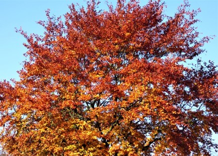 autumn colour