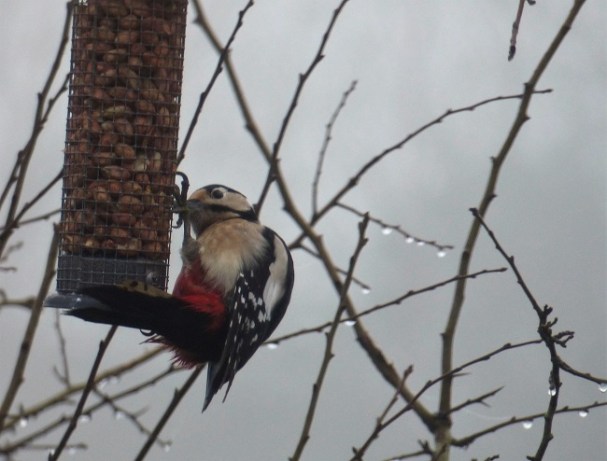 great spotted woodpecker (female) 